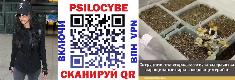 Псилоцибиновые грибы Psilocybe Великий Устюг